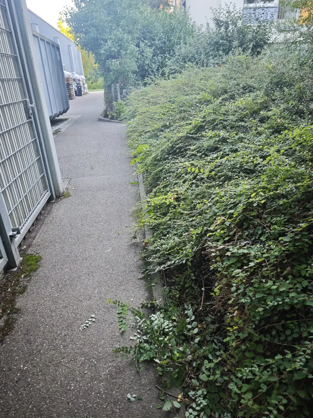Zugewachsener Fußweg mit überhängenden Sträuchern vor dem Freischneiden