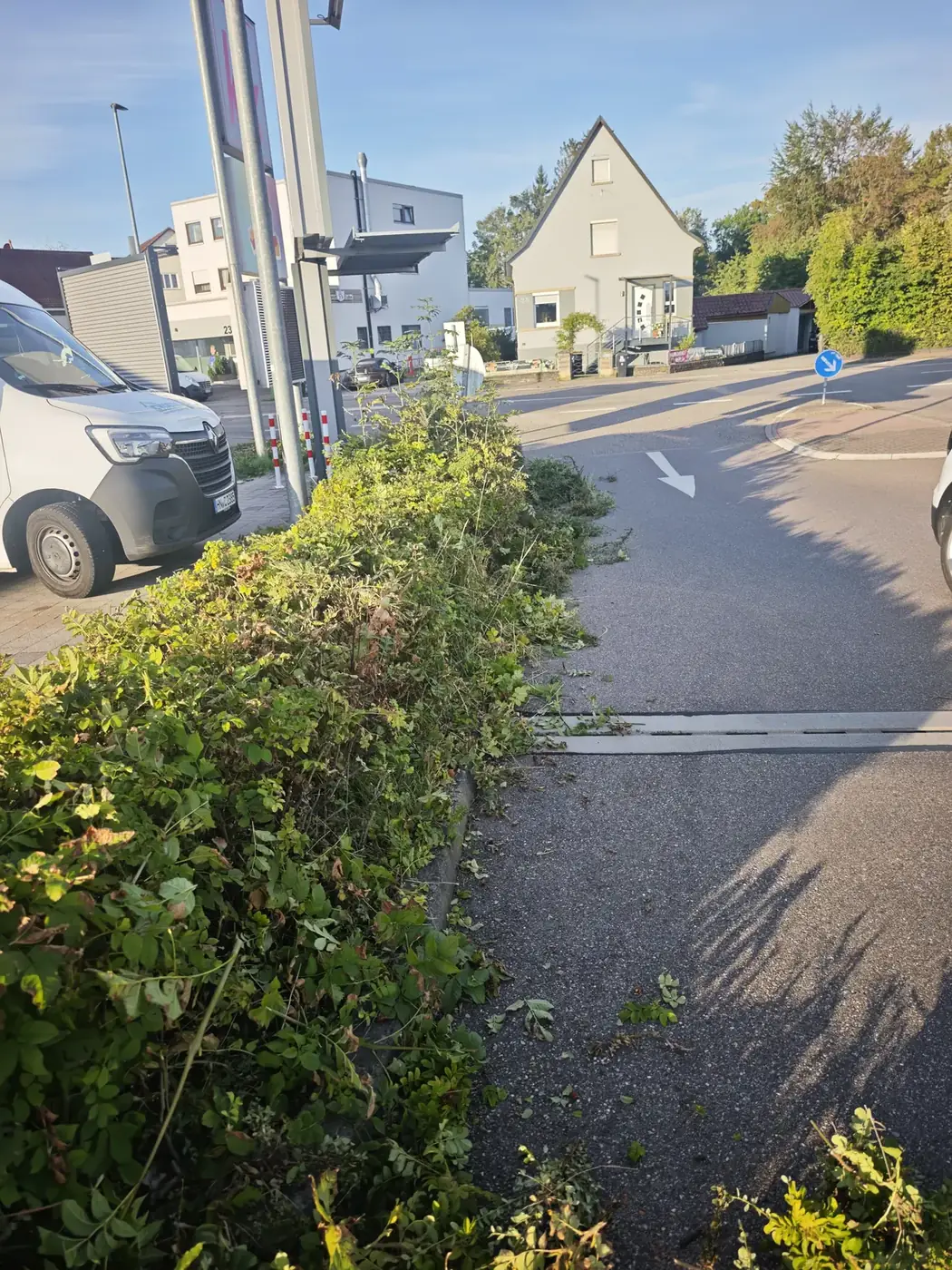 Überwuchertes Pflanzbeet an einem Parkplatz vor der Grünpflege
