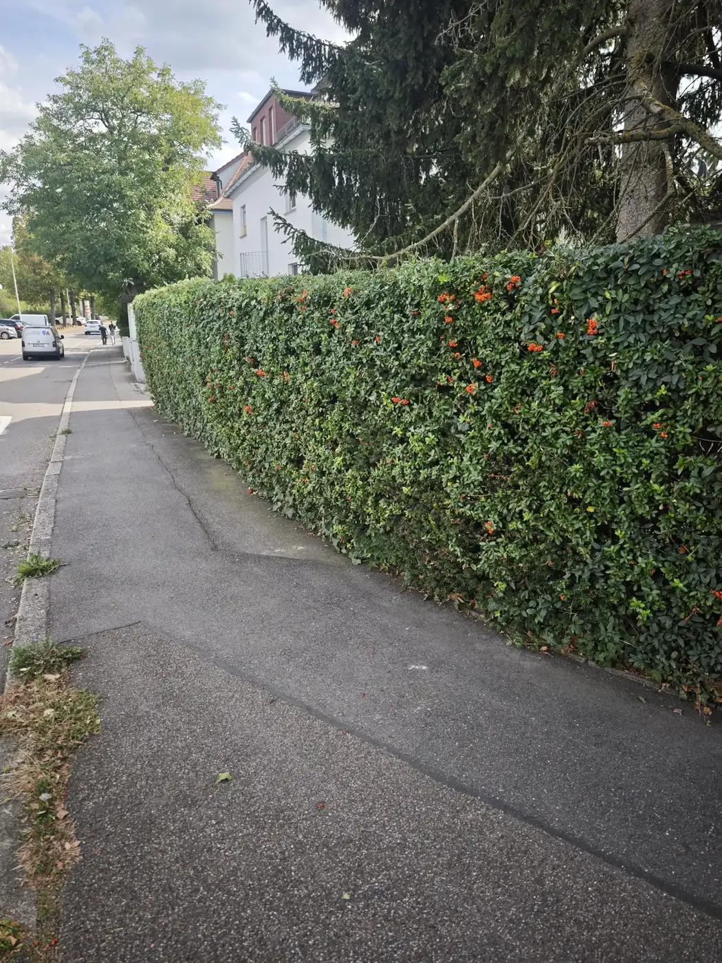 Feuerdornhecke nach dem Heckenschnitt durch Hausmeisterservice Cvijetić – Gehweg wieder frei