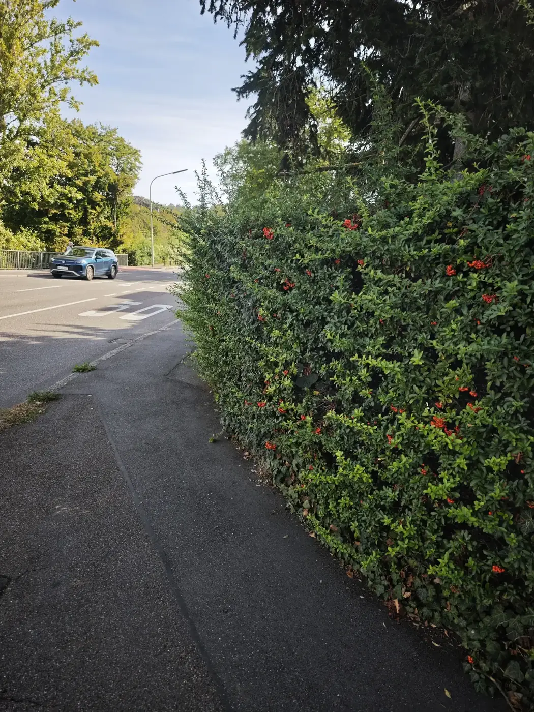 Zugewachsene Feuerdornhecke am Gehweg in Heilbronn vor dem Heckenschnitt