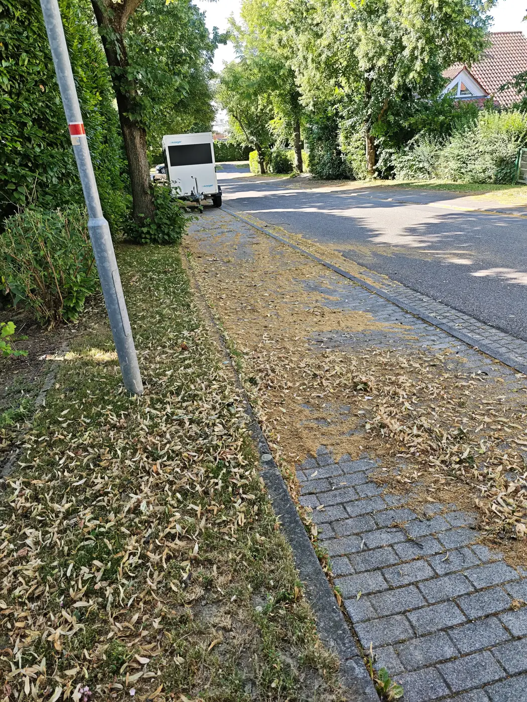 Gehweg voller Laub und Blütenreste vor der Reinigung