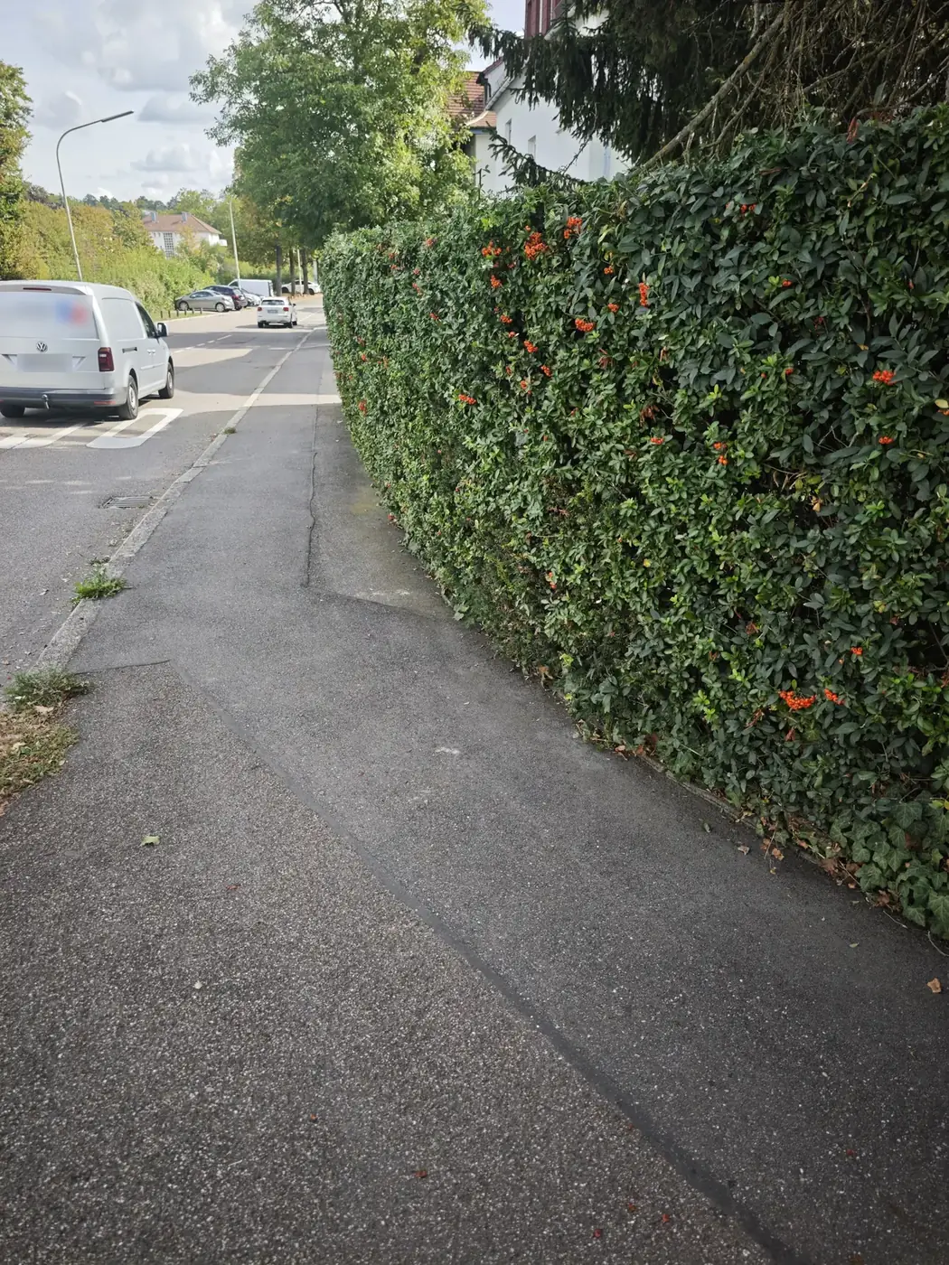 Gerade geschnittene Hecke entlang eines Gehwegs in Heilbronn