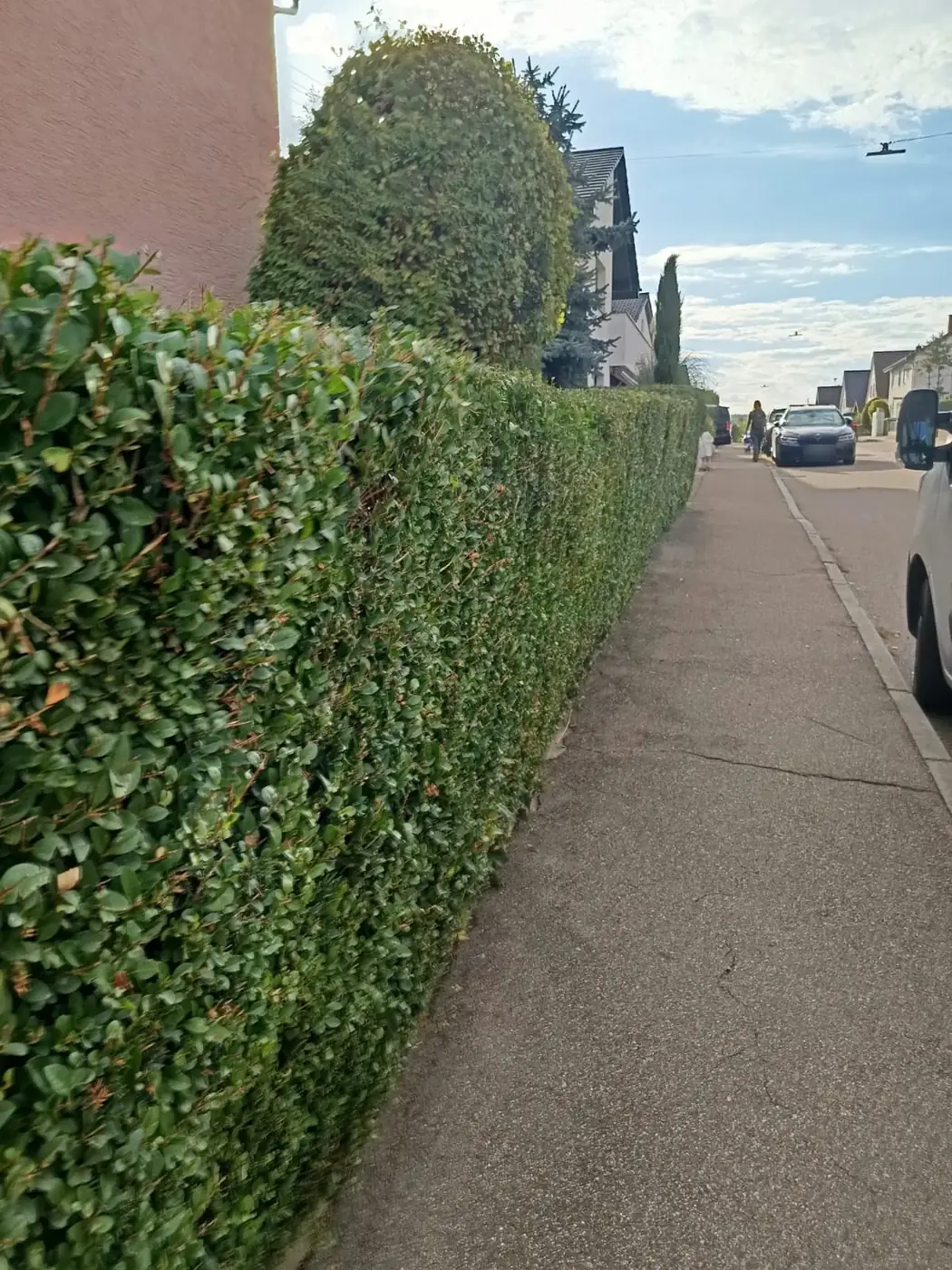 Frisch geschnittene Hecke entlang eines Gehwegs im Wohngebiet