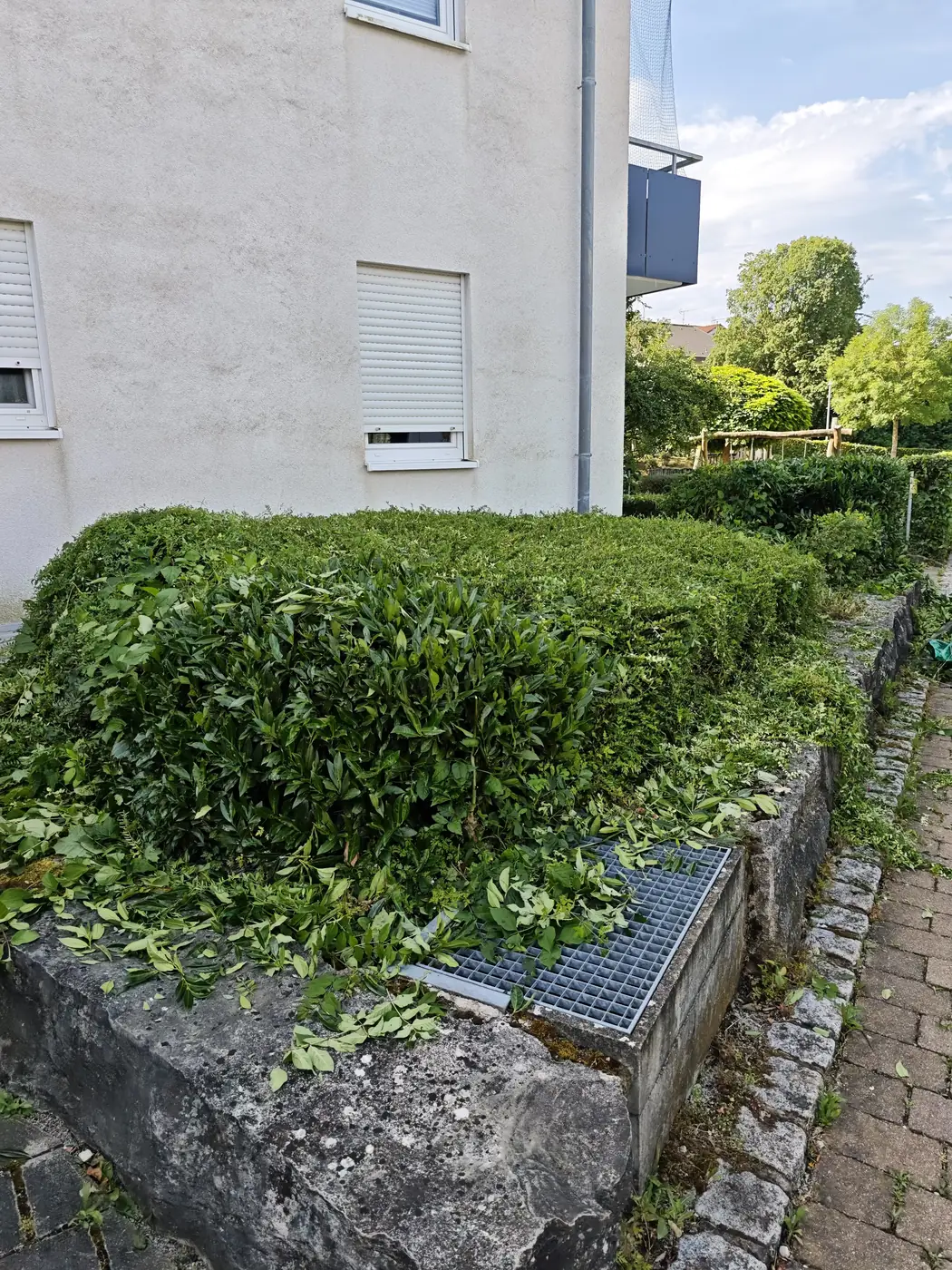 Heckenschnitt an einem Hochbeet vor einem Mehrfamilienhaus – frisch geschnitten