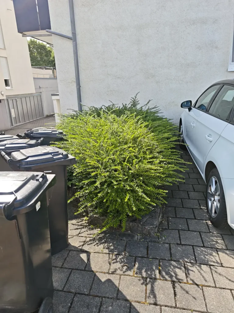 Ausladender Strauch am Mülltonnenplatz vor dem Rückschnitt