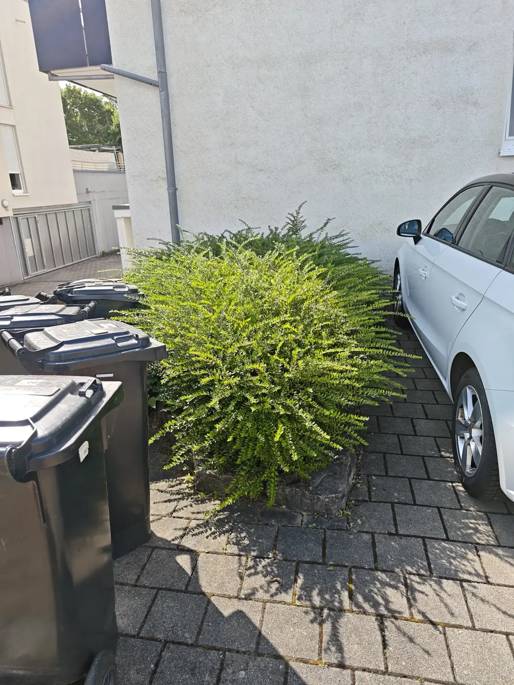Ausladender Strauch am Mülltonnenplatz vor dem Rückschnitt